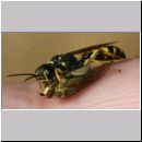 Mellinus arvensis - Kotwespe w53e mit Fliege auf Finger - Sandgrube Niedringhaussee.jpg